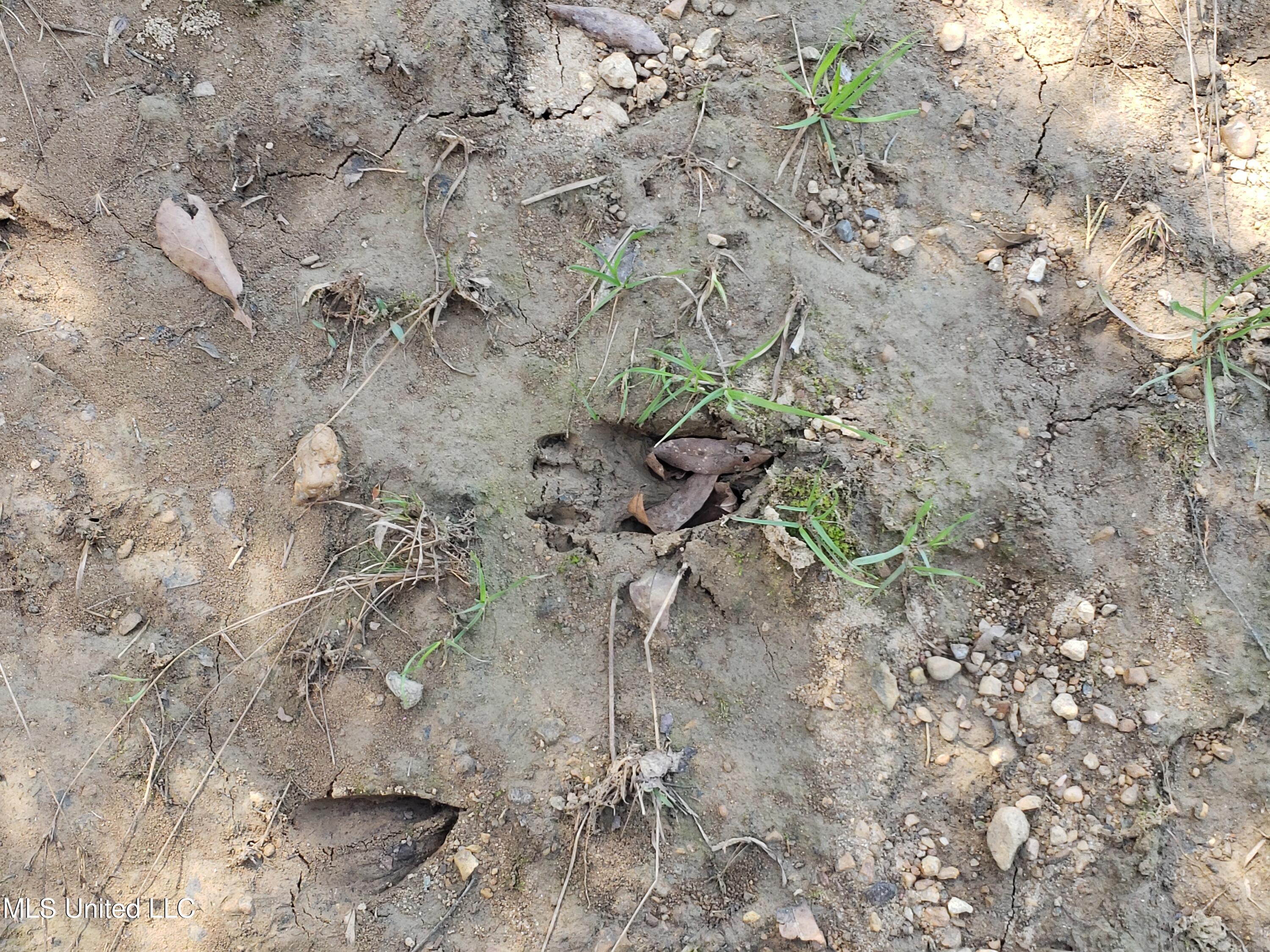 Hogfoot Road Senatobia, MS 38668 - Photo 68 of 145 20250326_151216