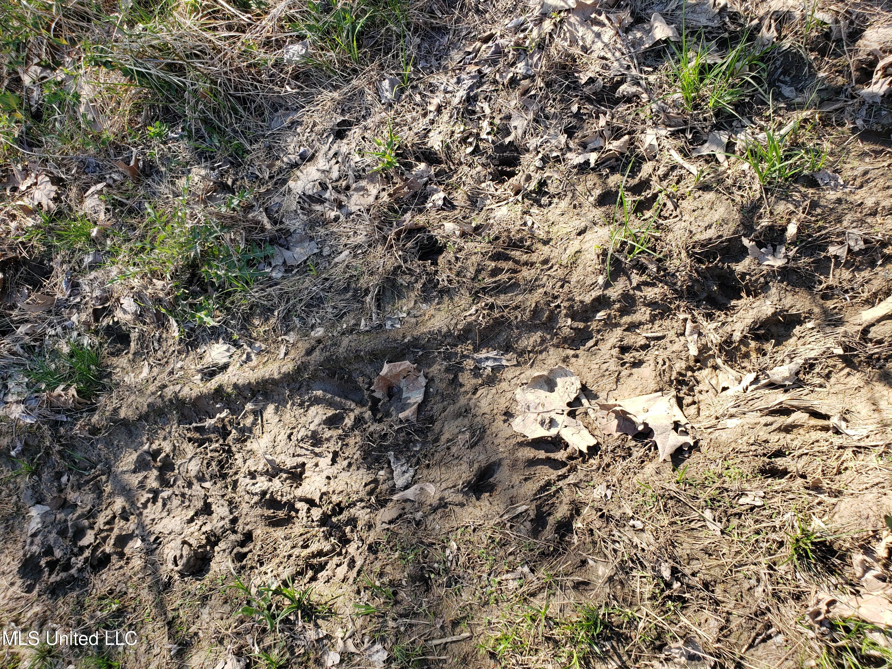 Hogfoot Road Senatobia, MS 38668 - Photo 71 of 145 20250326_152721