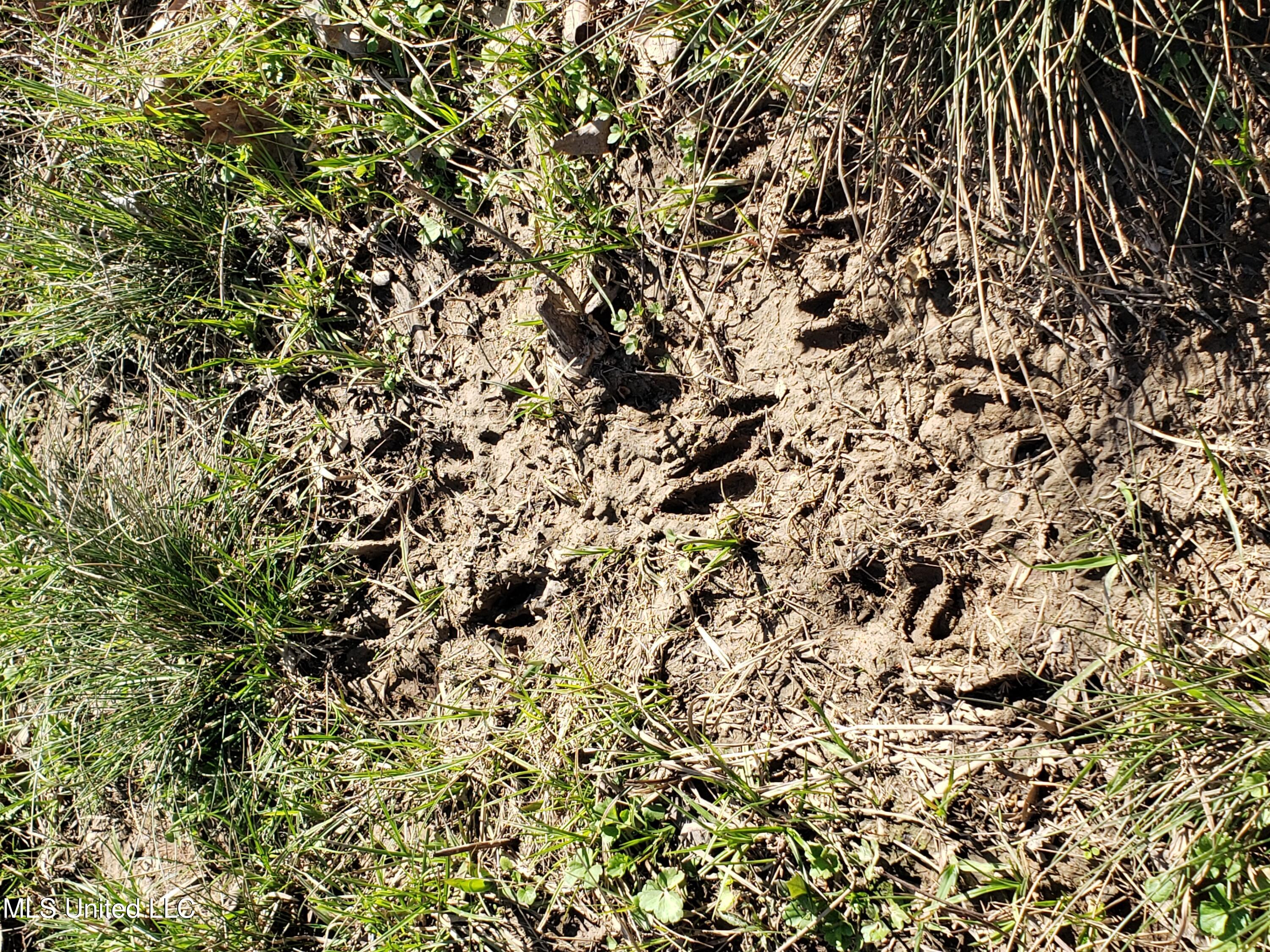 Hogfoot Road Senatobia, MS 38668 - Photo 79 of 145 20250326_152950