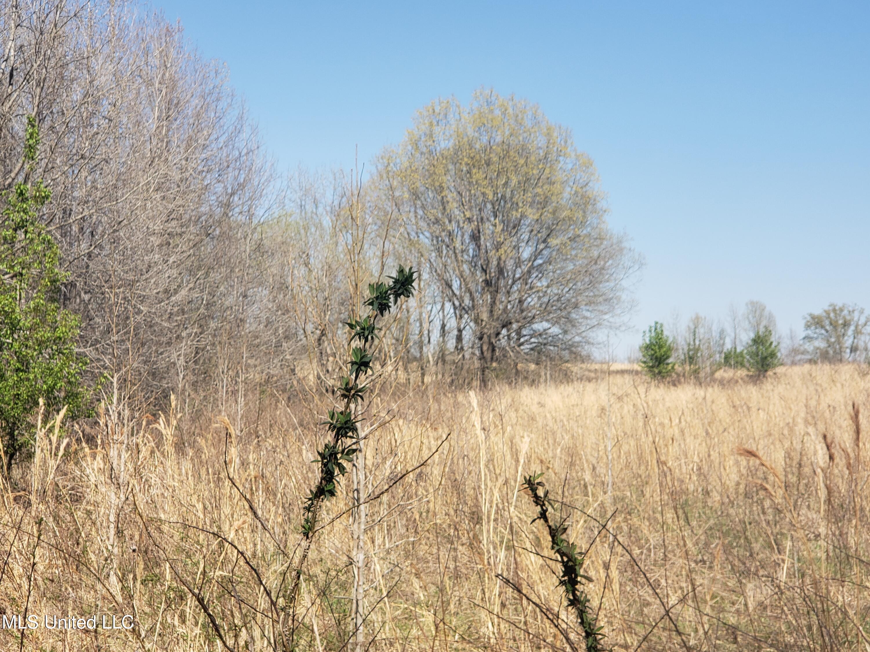 Hogfoot Road Senatobia, MS 38668 - Photo 81 of 145 20250326_153030