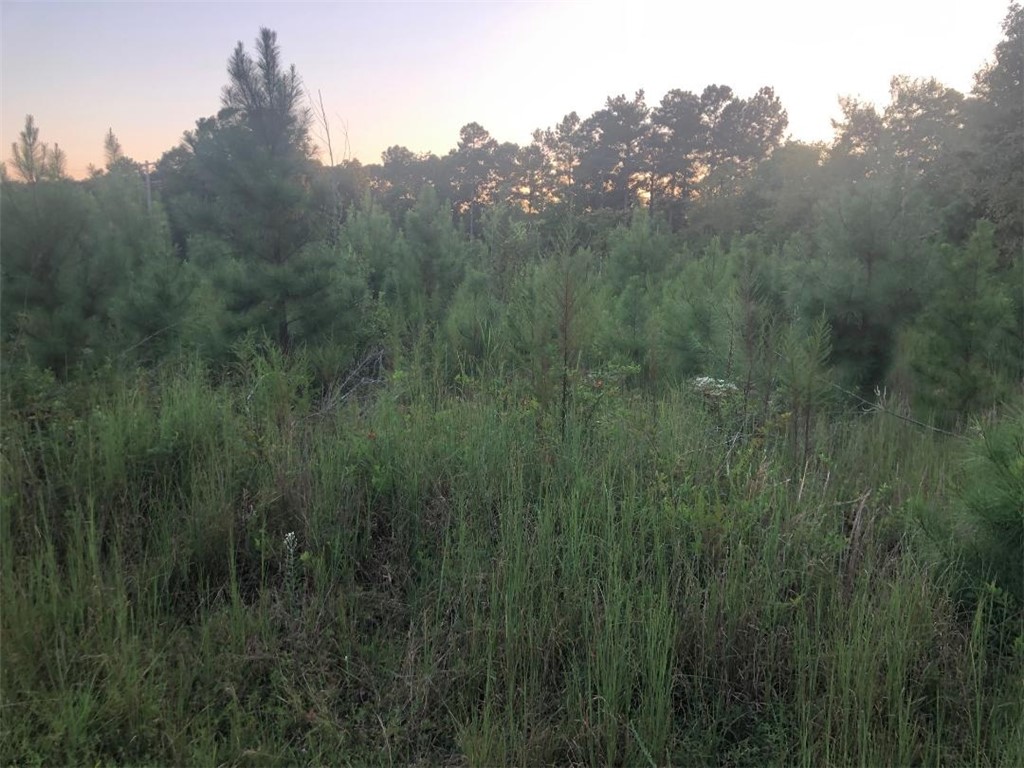 56.57-acres Lake Secession Road Abbeville, SC 29620 - Photo 6 of 11