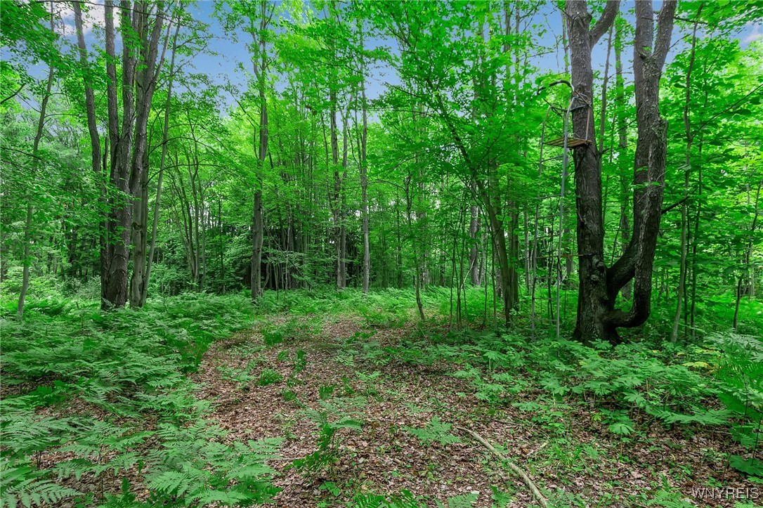 0 Toad Hollow Road Little Valley, NY 14755 - Photo 35 of 49