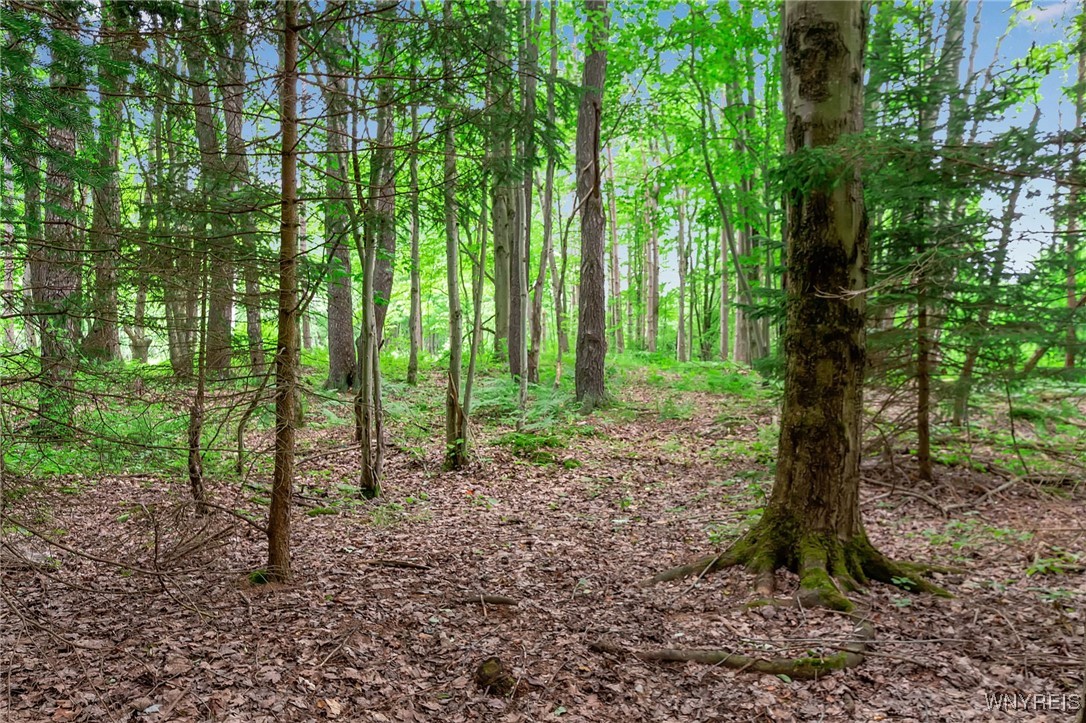 0 Toad Hollow Road Little Valley, NY 14755 - Photo 36 of 49