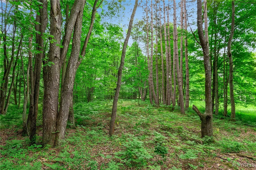 0 Toad Hollow Road Little Valley, NY 14755 - Photo 37 of 49