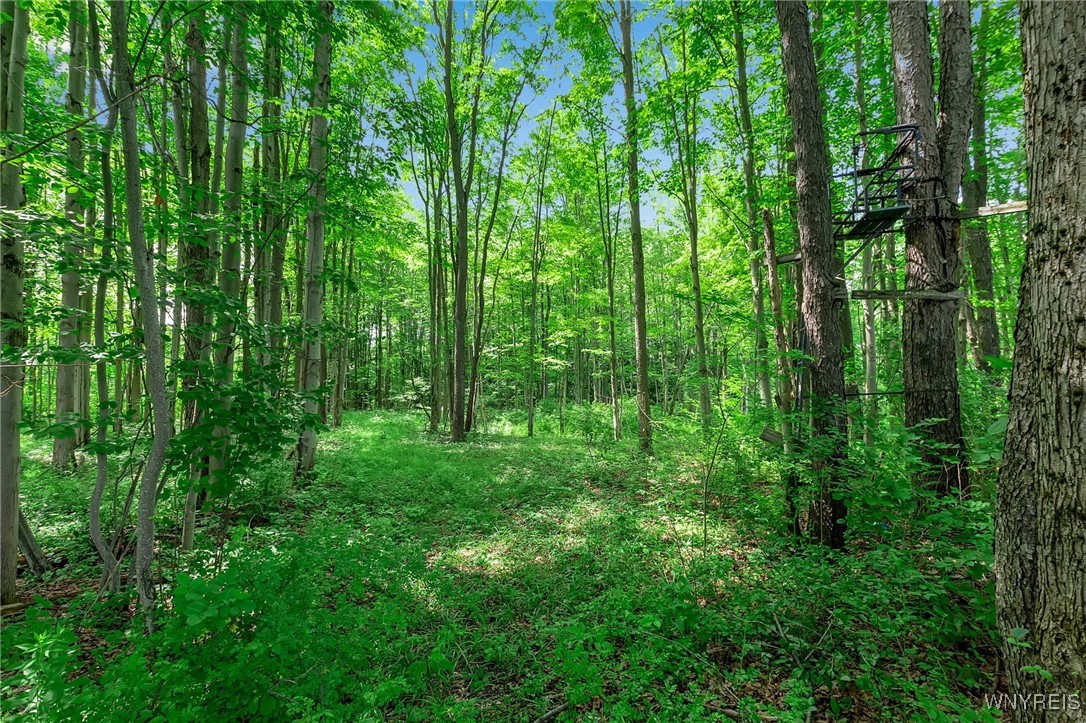 0 Toad Hollow Road Little Valley, NY 14755 - Photo 38 of 49