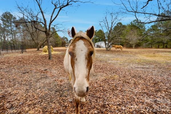 551 Maples Road Pageland, SC 29728 - Photo 44 of 44