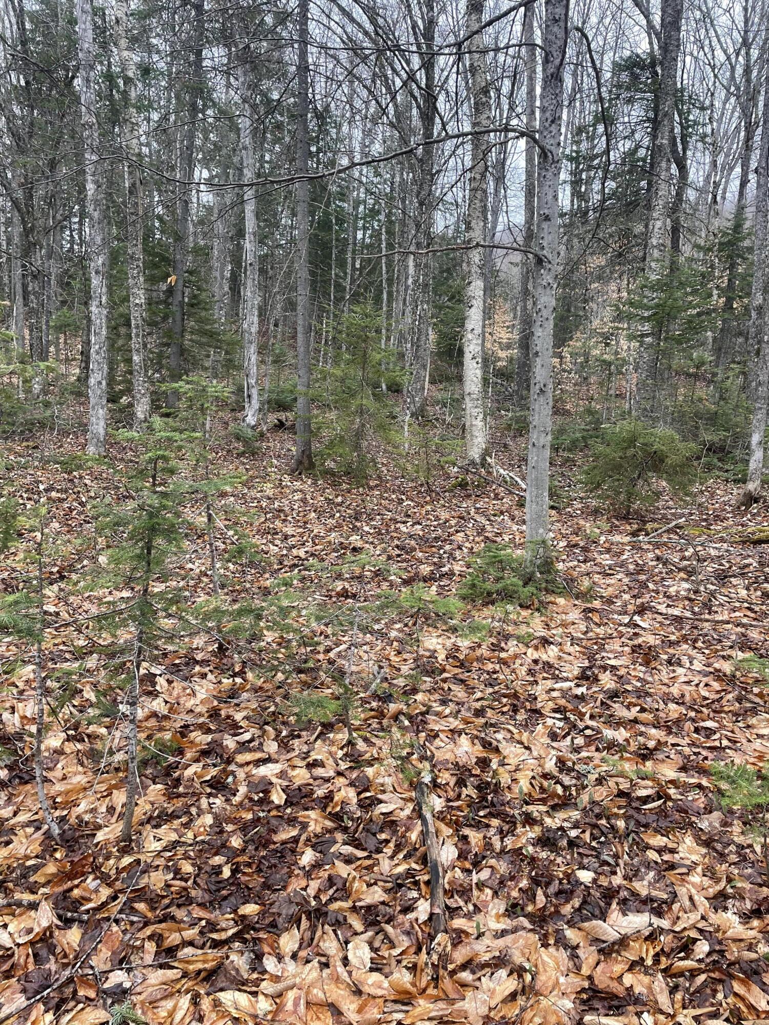9 Heald Pond Road Moose River, ME 04945 - Photo 4 of 4 IMG_1735