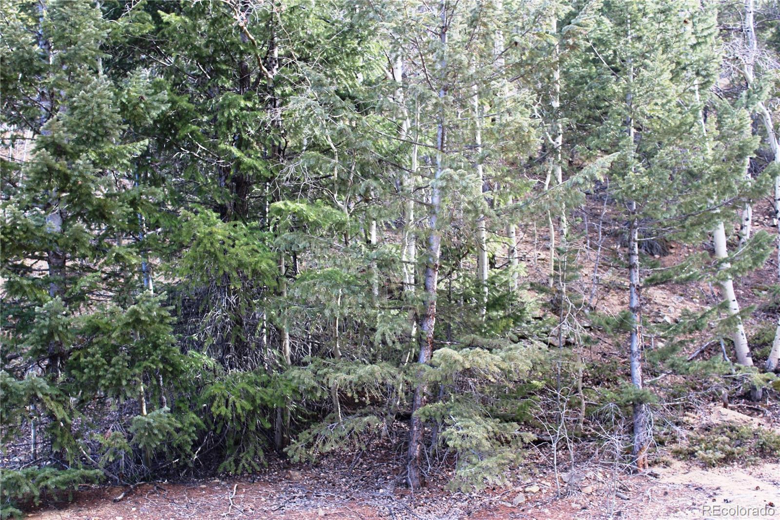 a view of a forest with lots of trees