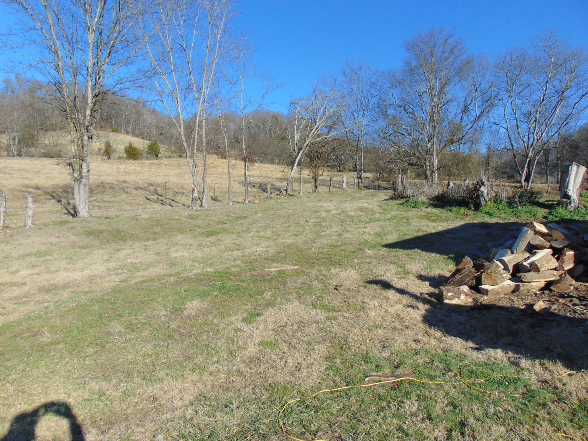 3547 Coffey Branch Road Cornersville, TN 37047 - Photo 40 of 57 a view of a yard with a tree
