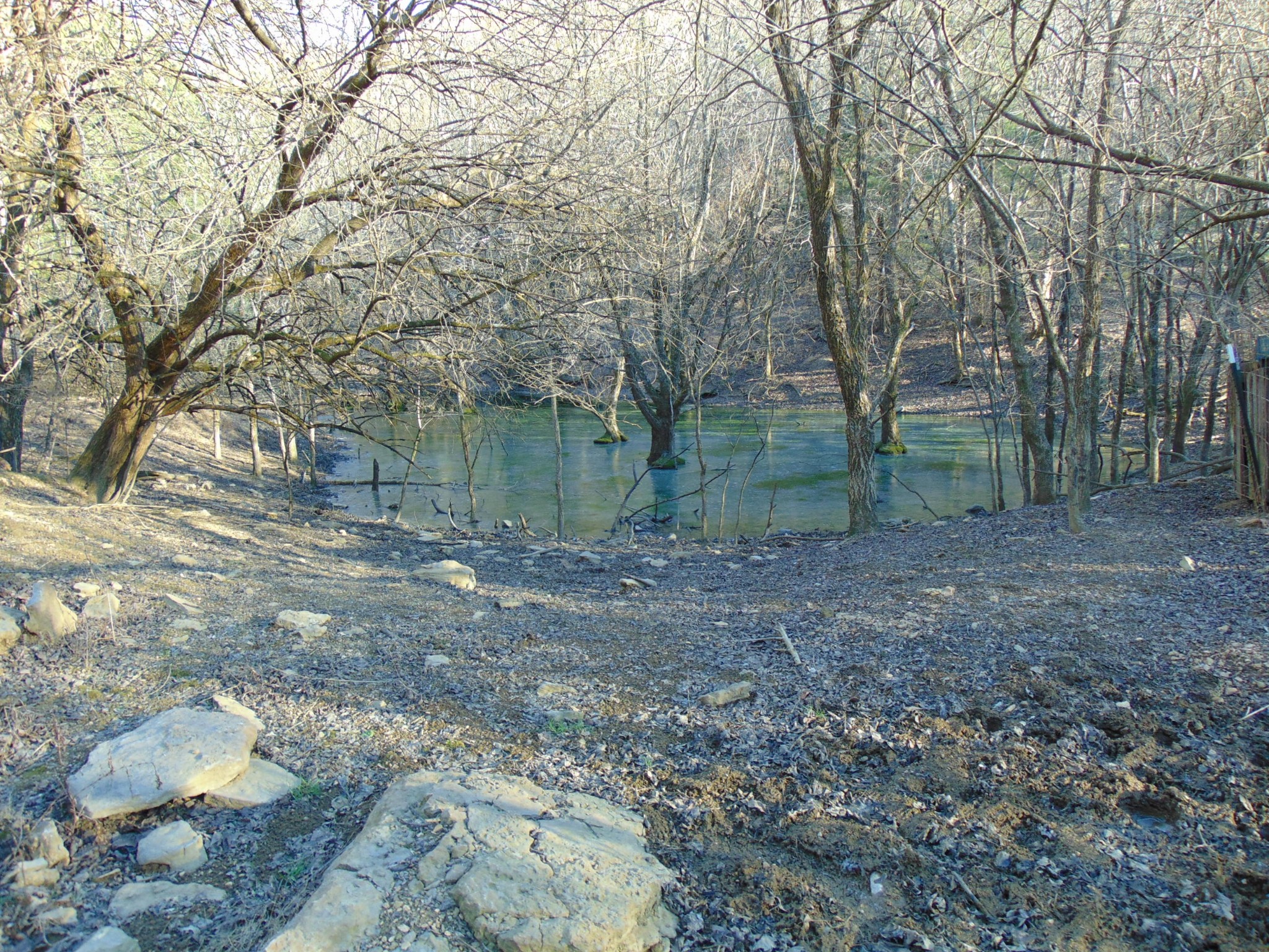 3547 Coffey Branch Road Cornersville, TN 37047 - Photo 42 of 57 a view of a tree in a yard