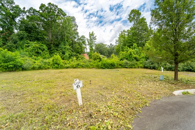 a view of a forest with a tree