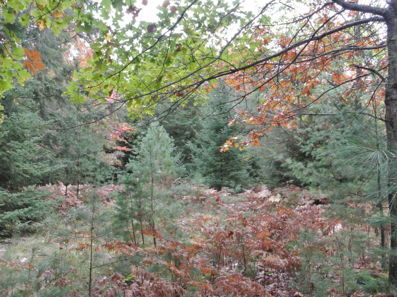 6692 Colonel Himes Road Three Lakes, WI 54562 - Photo 7 of 8 Gallery Image 7