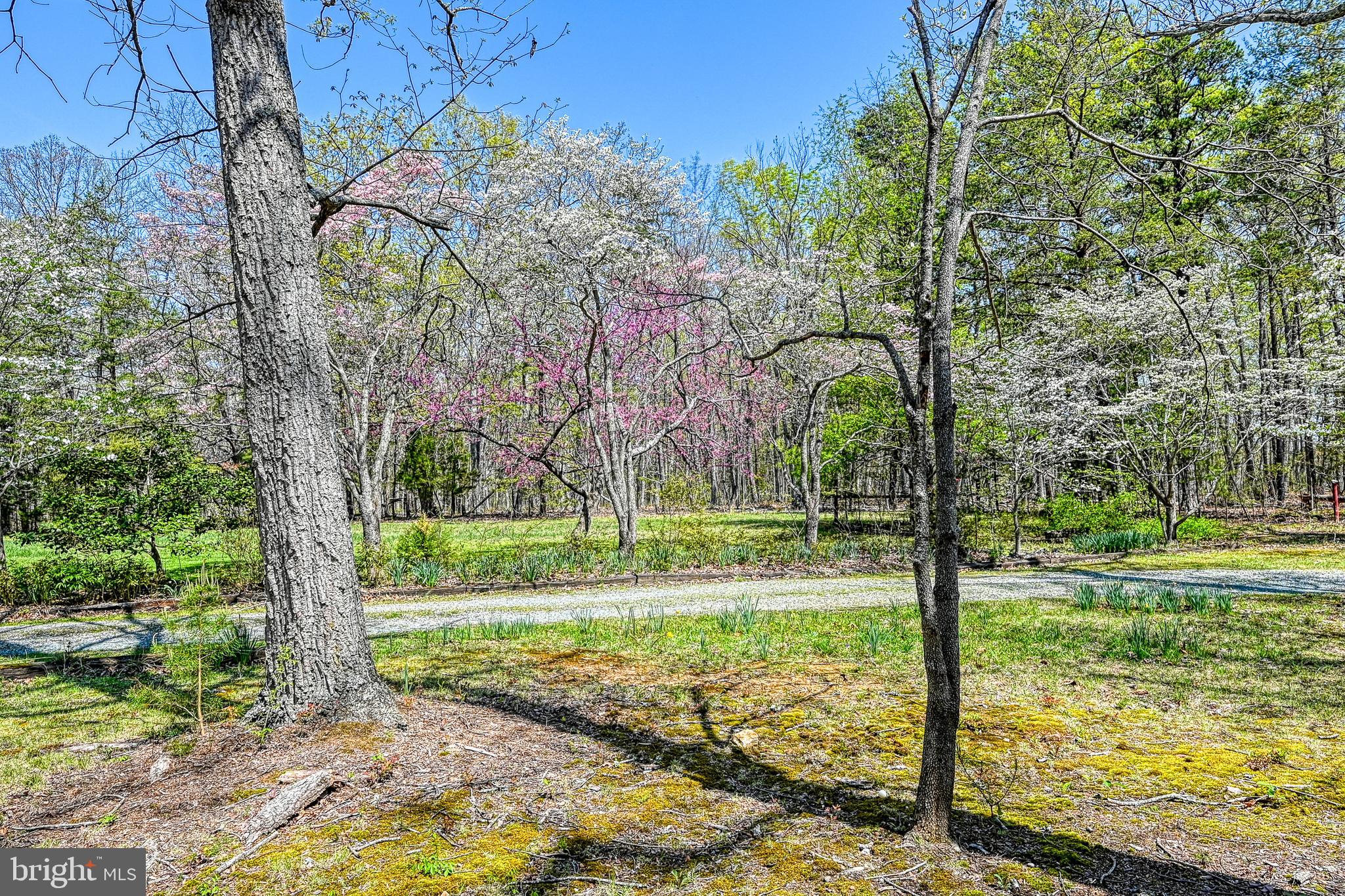 517 Doctors Road Louisa, VA 23093 - Photo 77 of 83 a view of a yard with a tree