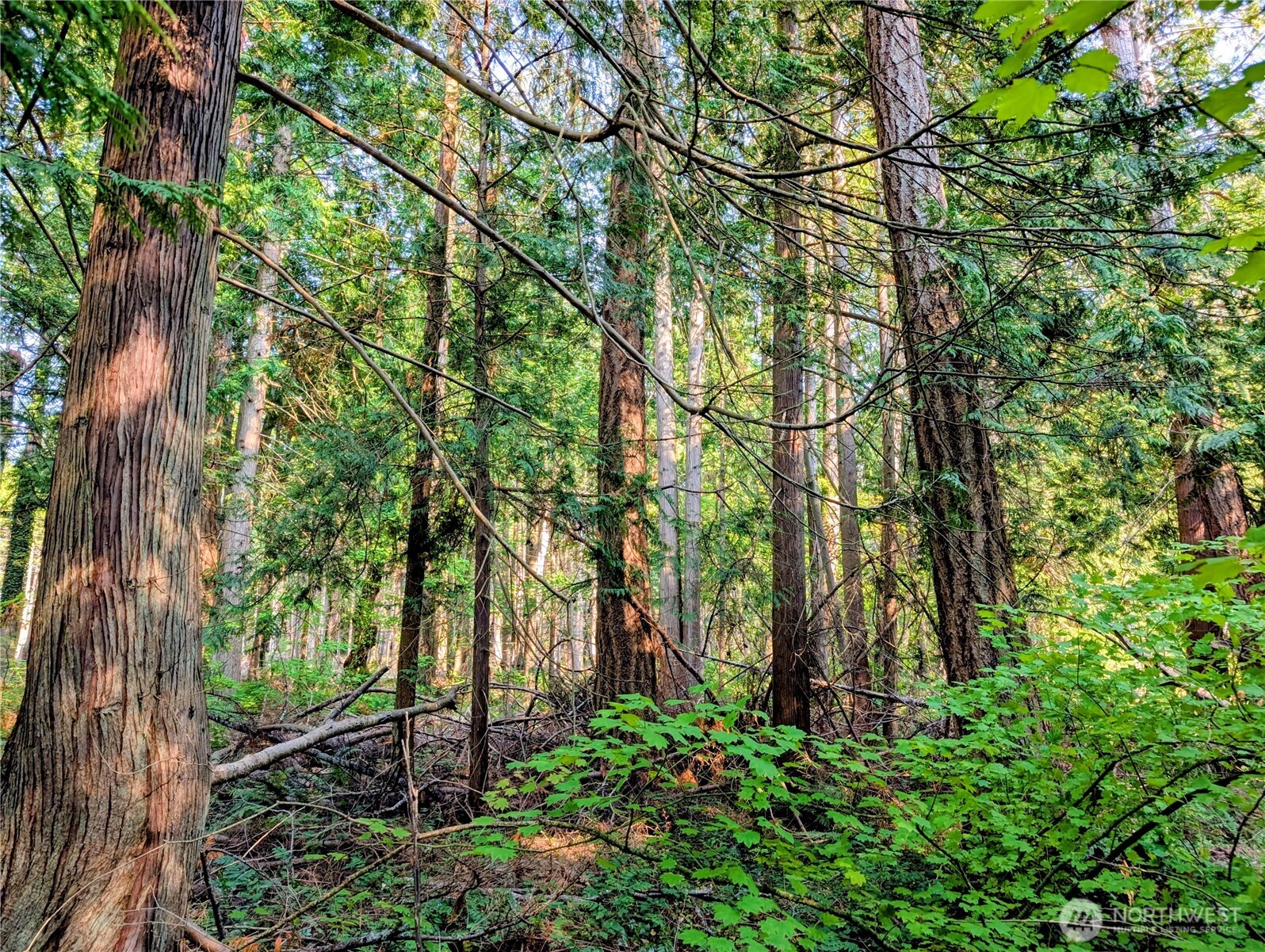 a backyard of a house with lots of green space