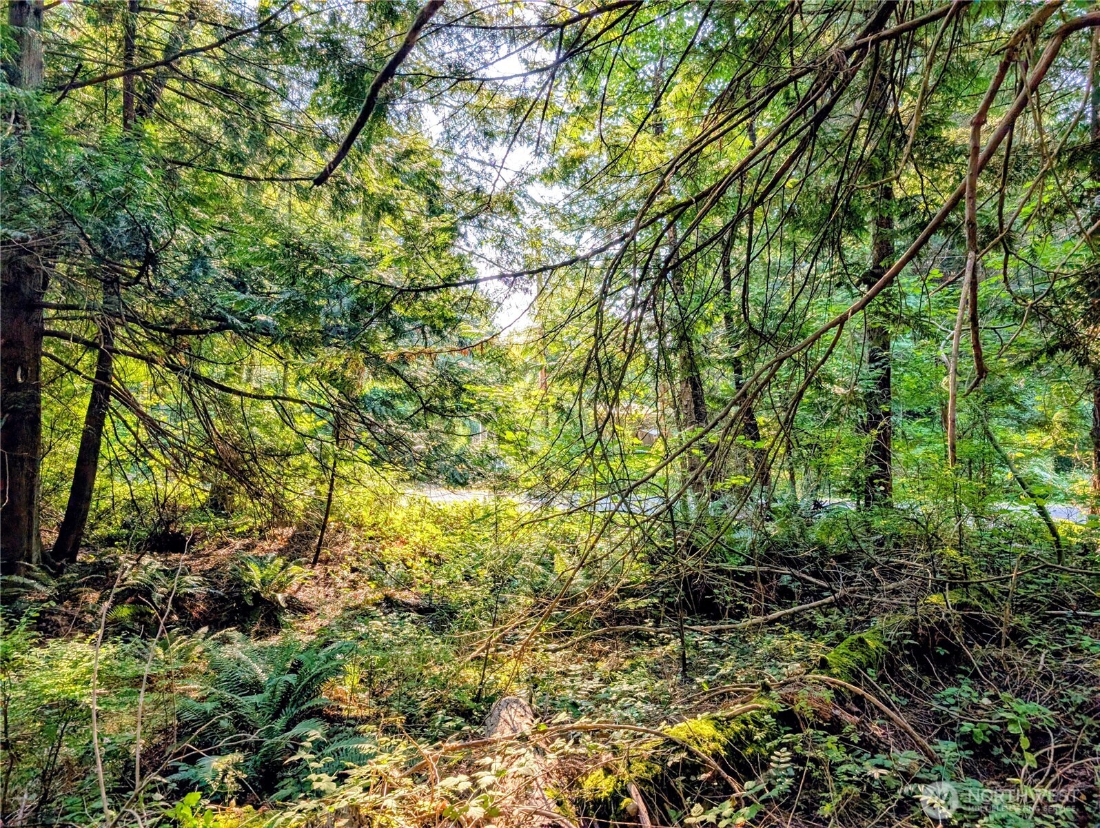 2 Mill Road Point Roberts, WA 98281 - Photo 3 of 10 a view of a tree with a tree