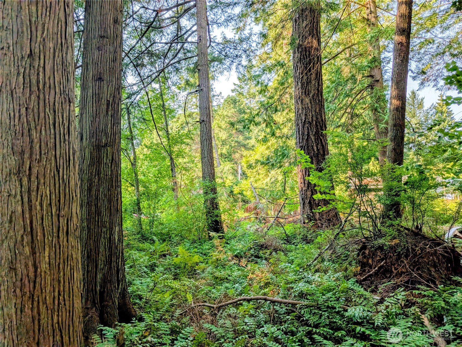 2 Mill Road Point Roberts, WA 98281 - Photo 4 of 10 a view of a garden with plants and large trees