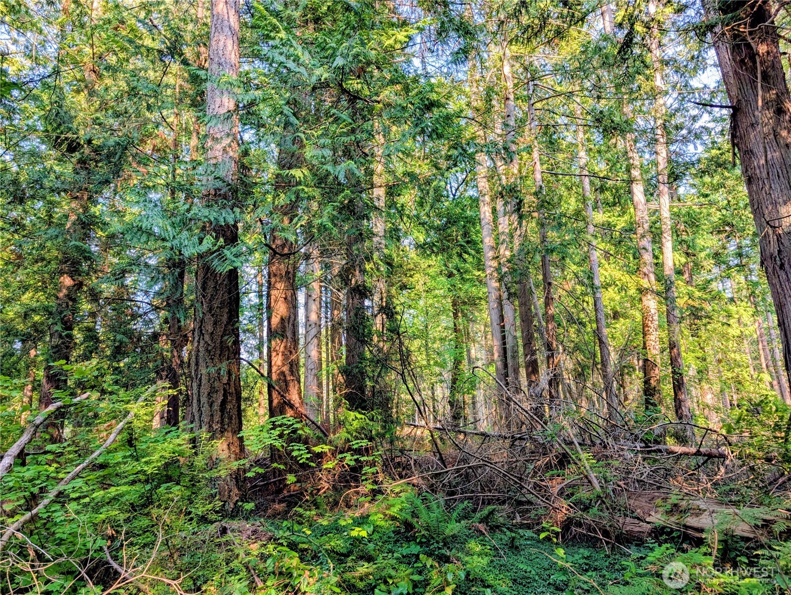 2 Mill Road Point Roberts, WA 98281 - Photo 5 of 10 a backyard of a house with lots of plants and large trees