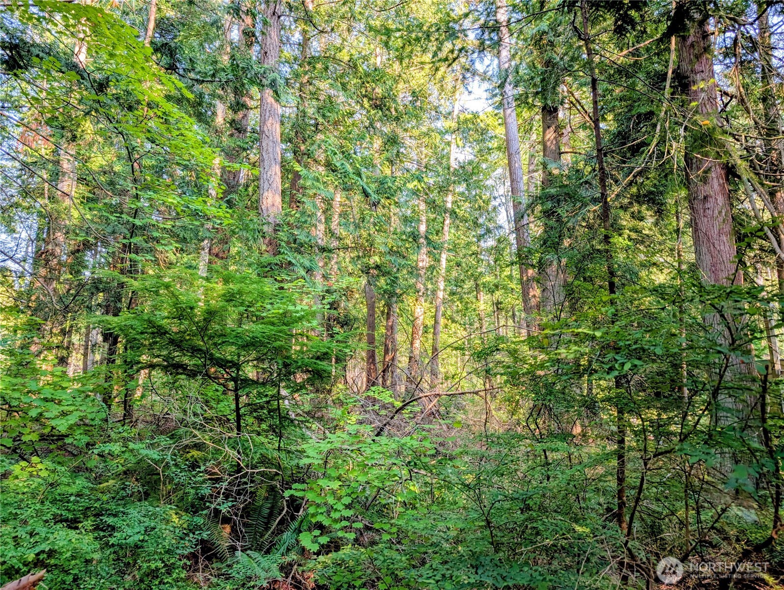 2 Mill Road Point Roberts, WA 98281 - Photo 6 of 10 a plant view