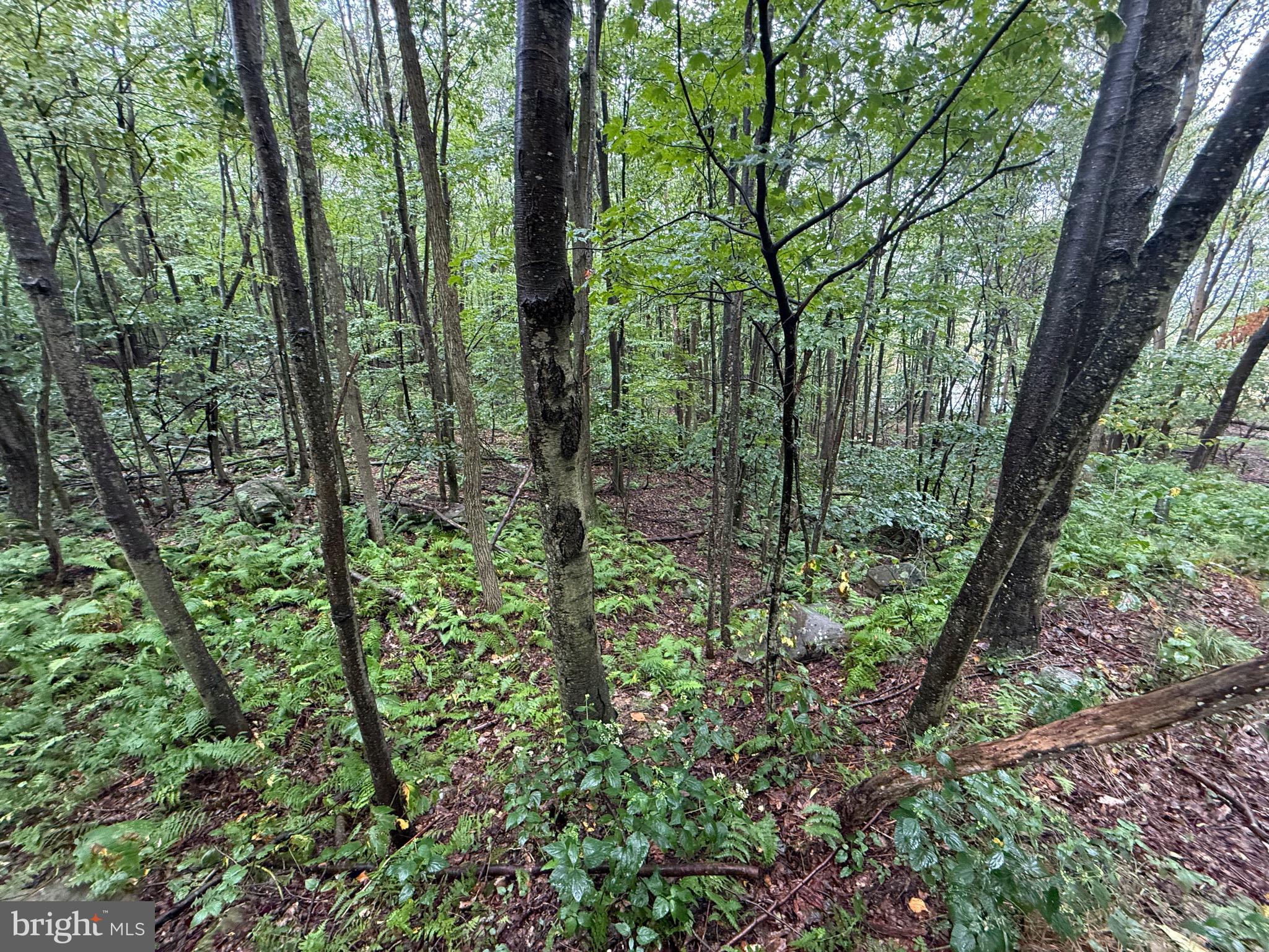 0 Pinnacle Road Keyser, WV 26726 - Photo 16 of 61