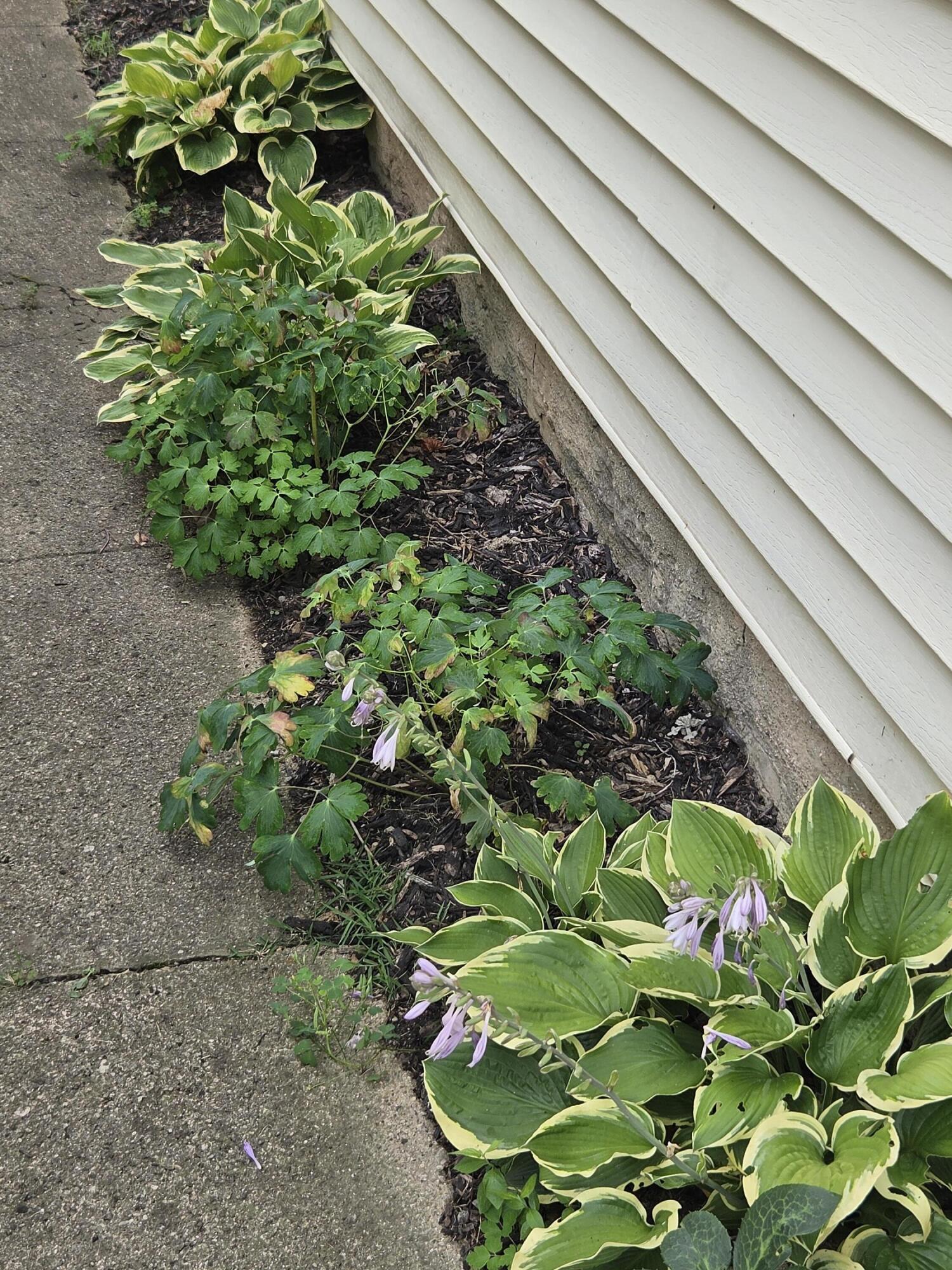 1909 West Washington Street Springfield, OH 45506 - Photo 27 of 28 Yard 2