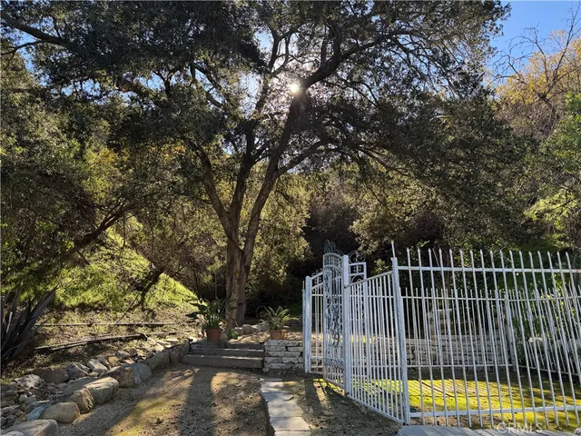 a view of a forest with a tree
