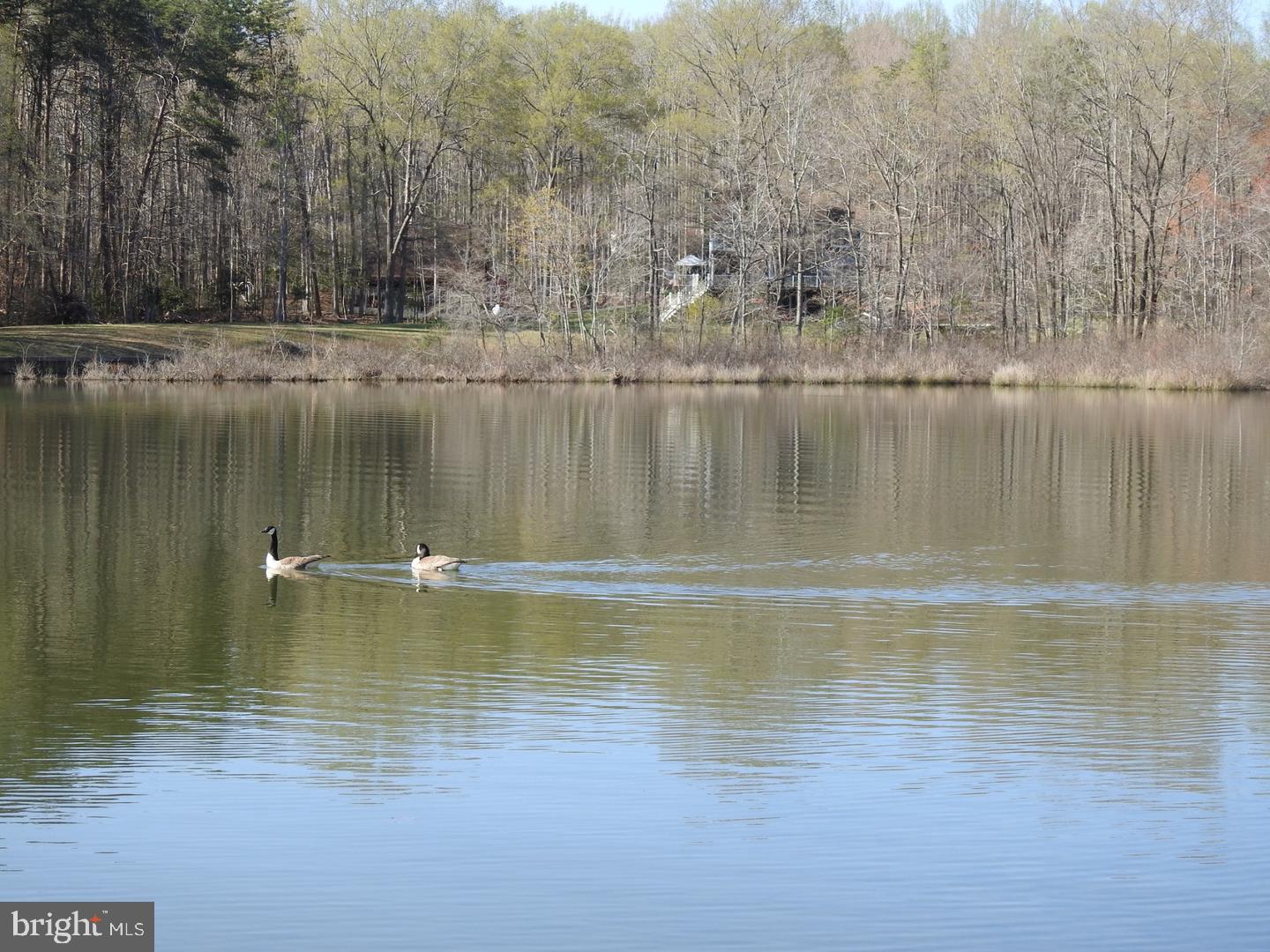 3152 Lewiston Road Bumpass, VA 23024 - Photo 11 of 13 Serene ducks glide across calm waters.
