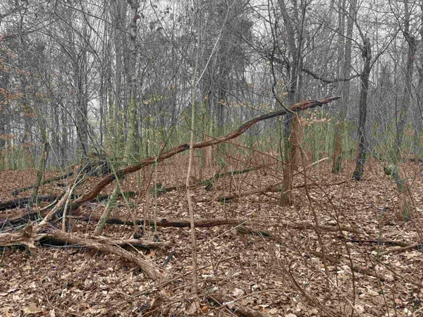 $89,900 | Campton Road, Birdseye, IN 47513