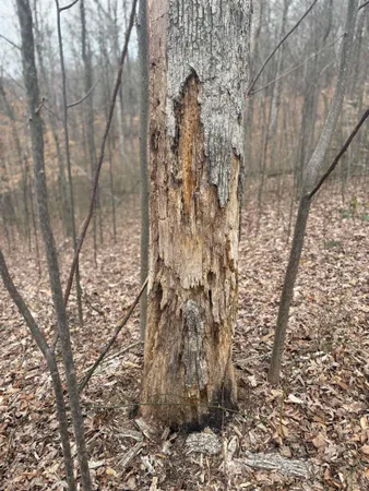 $89,900 | Campton Road, Birdseye, IN 47513