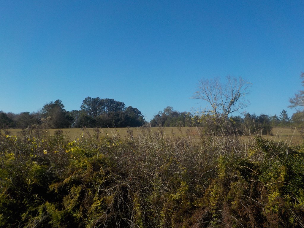6904 South Cty Road Cottonwood, AL 36320 - Photo 4 of 23