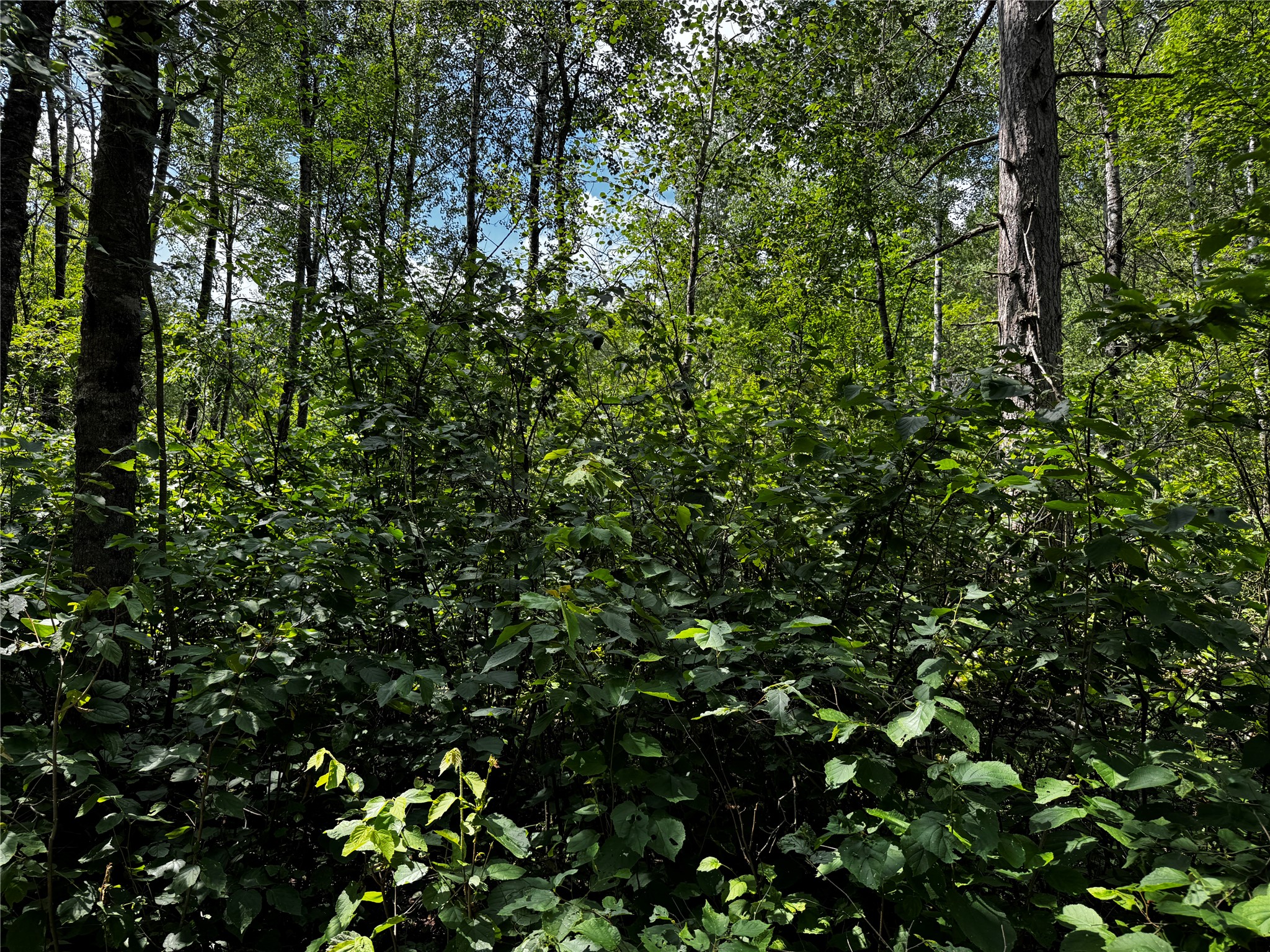 Lot 12 Cassandra Road Hayward, WI 54843 - Photo 3 of 14