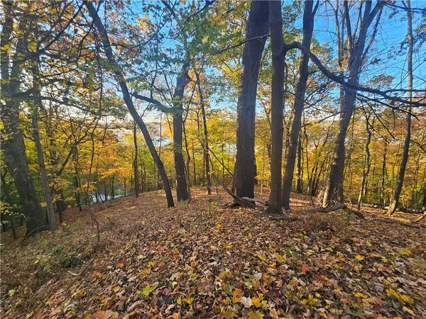 a view of a forest with trees in the background
