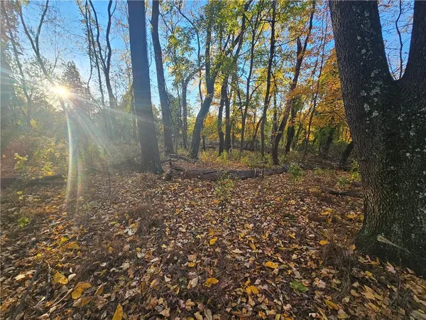 a view of backyard with tree