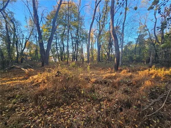 a view of a forest with trees in the background