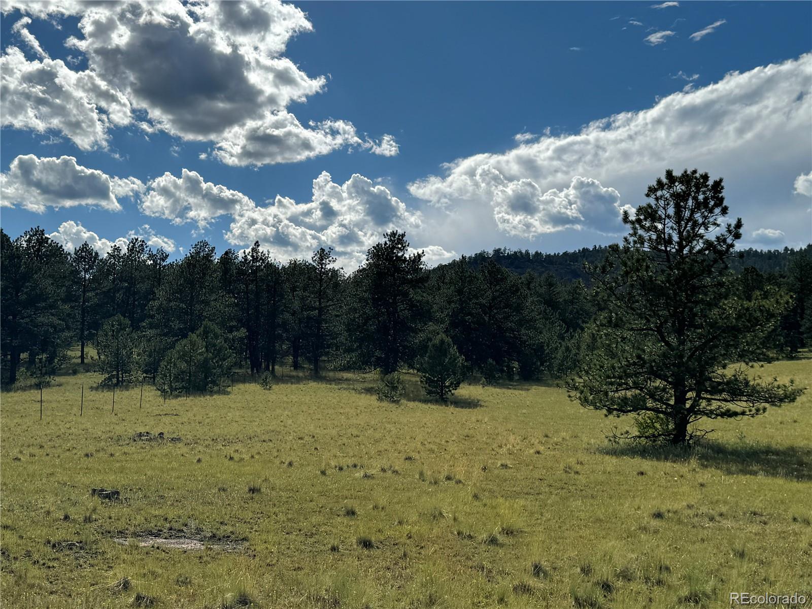 Twinkle Road Guffey, CO 80820 - Photo 26 of 32 a view of a yard with trees
