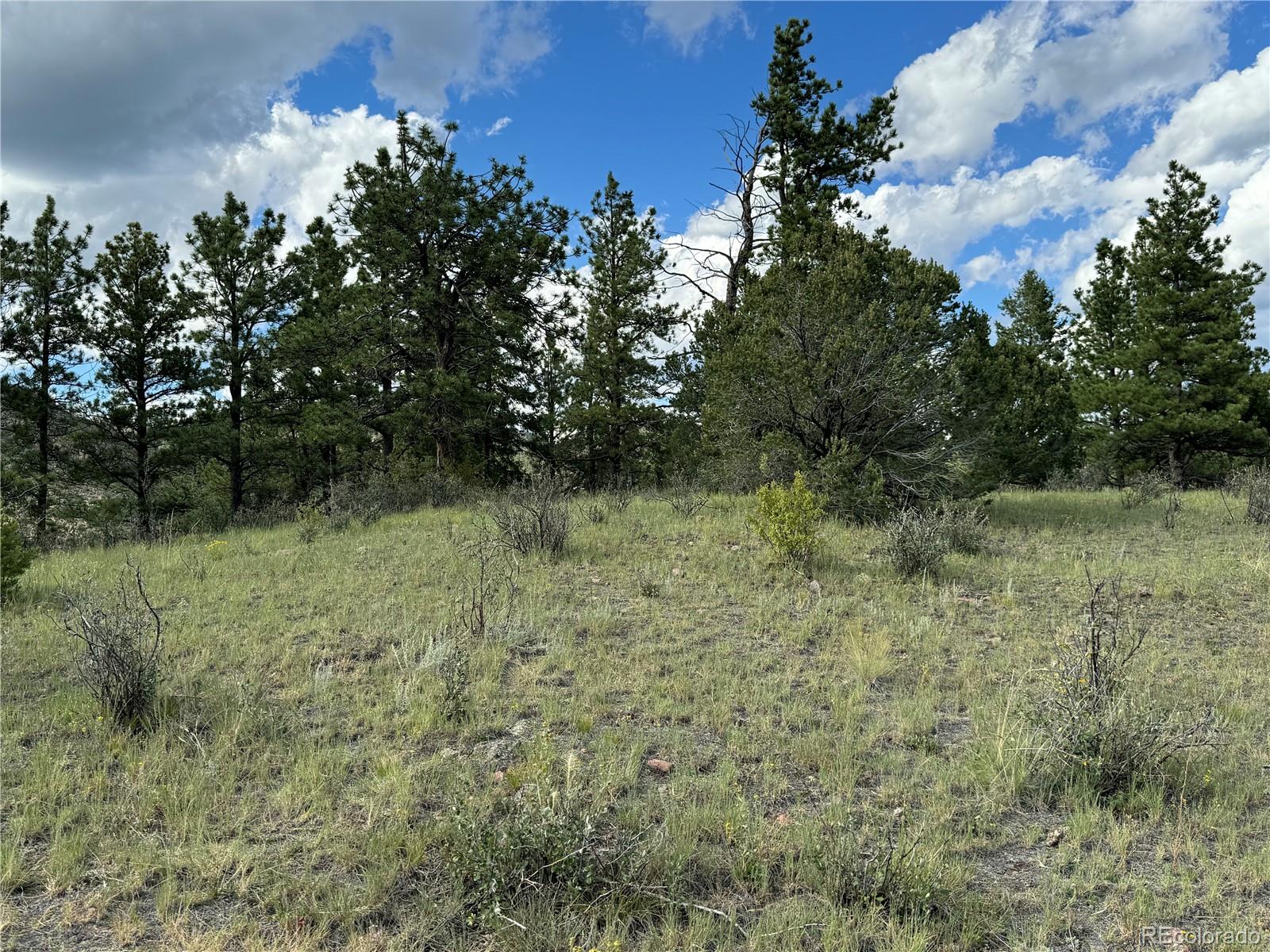 Twinkle Road Guffey, CO 80820 - Photo 32 of 32 a view of outdoor space and trees