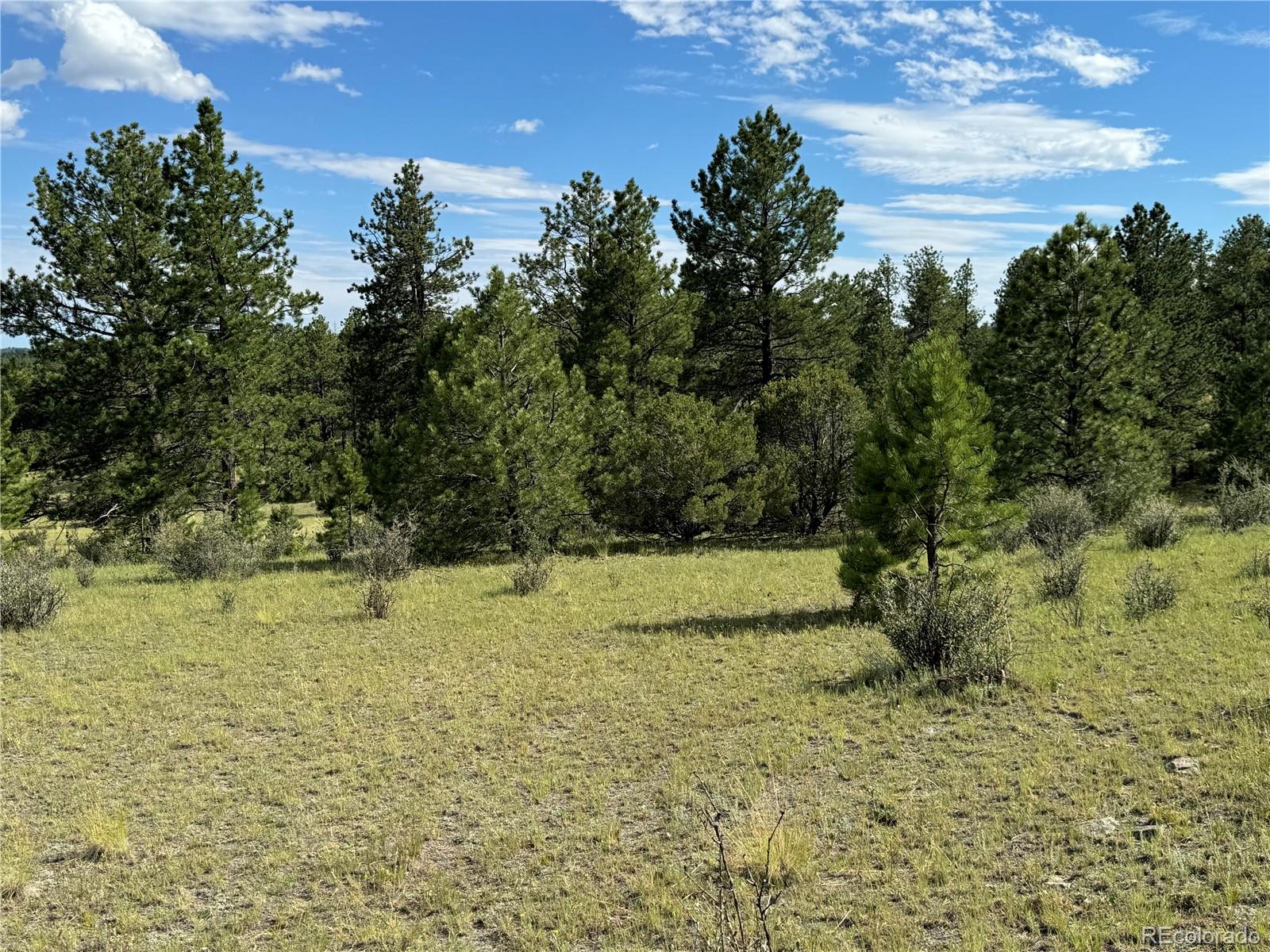 Twinkle Road Guffey, CO 80820 - Photo 5 of 32 a view of a yard with trees