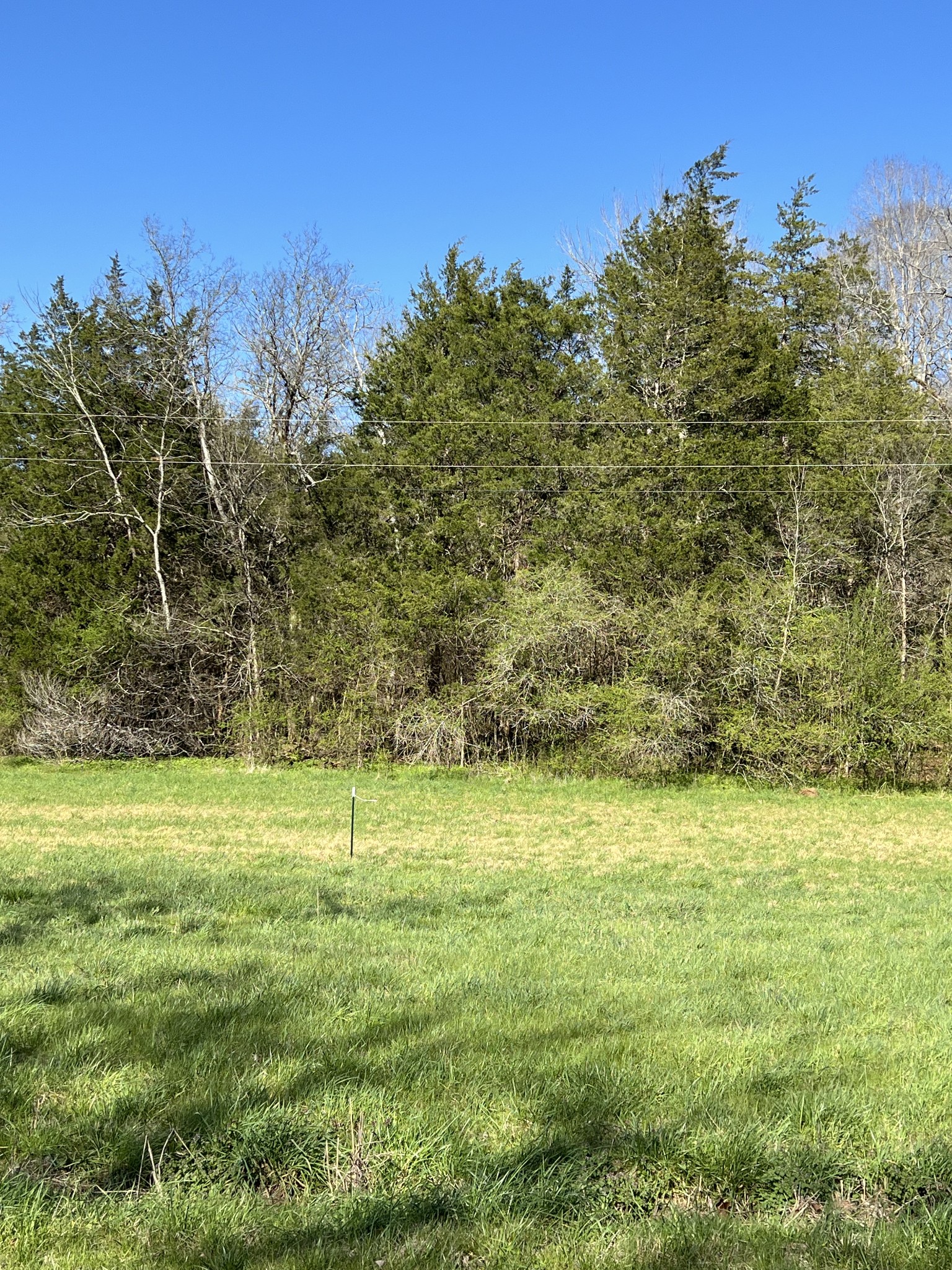 a view of a field with an trees