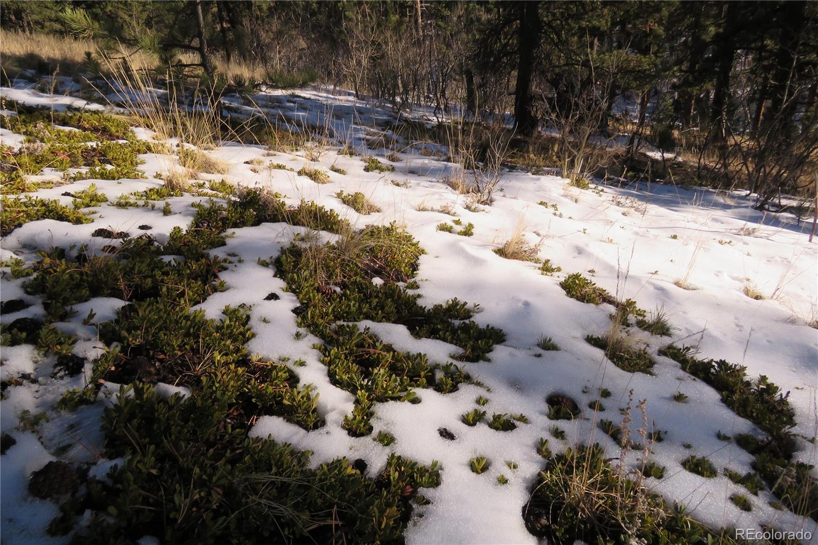 148 Burton Street Bailey, CO 80421 - Photo 8 of 15