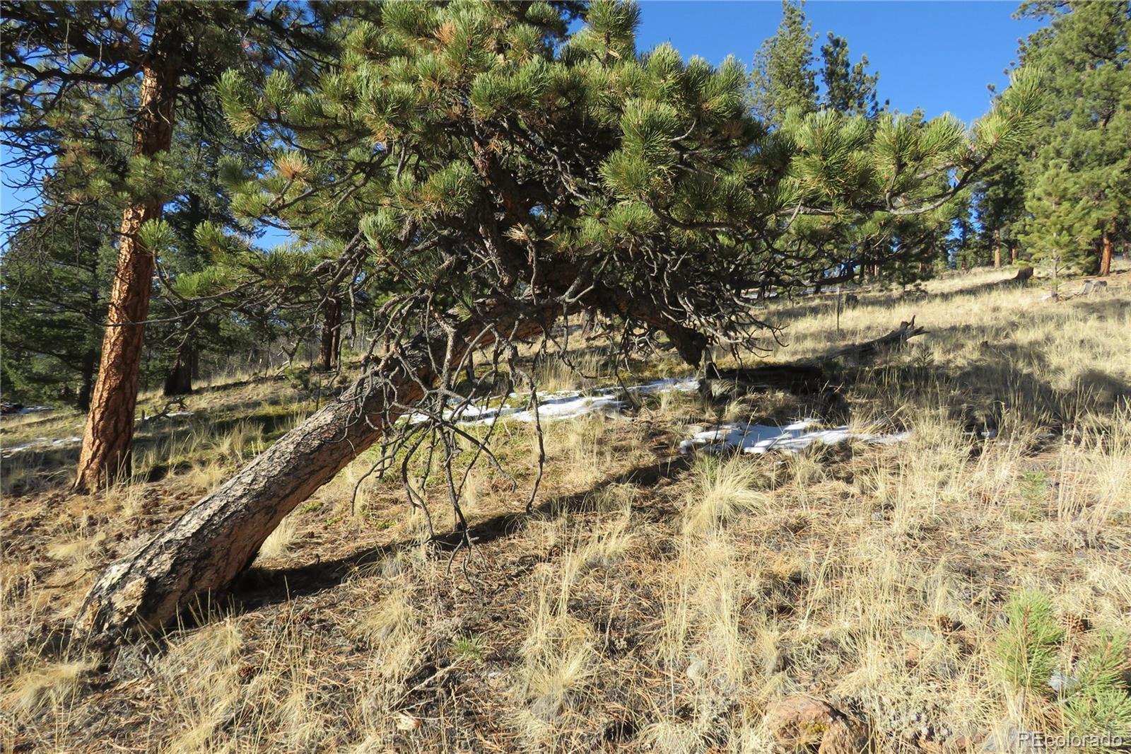 148 Burton Street Bailey, CO 80421 - Photo 9 of 15