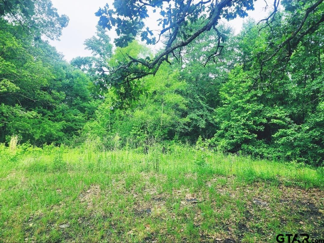 22473 Farm To Market Road 2208 Harleton, TX 75651 - Photo 3 of 4 a view of a lush green space