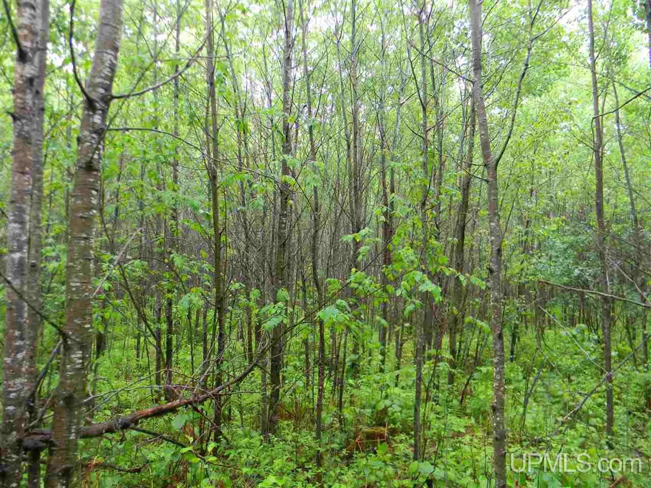 Tbd Off Sawyer Lake Road, Unit NESE Channing, MI 49815 - Photo 4 of 6