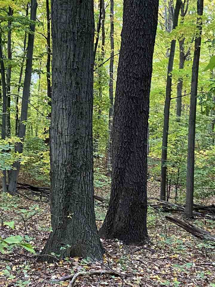 11-acres Milarch Road Onekama, MI 49675 - Photo 19 of 37