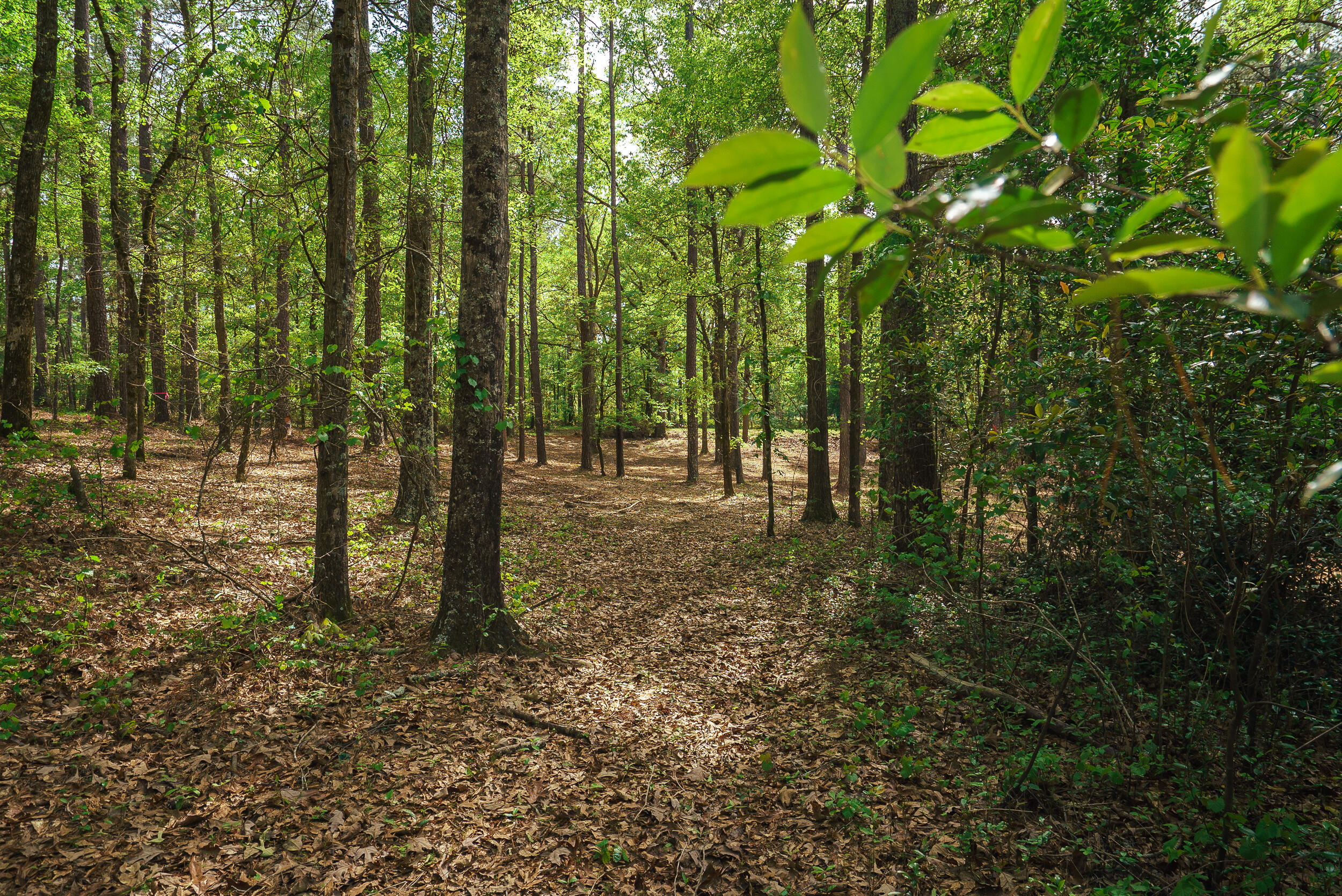 Lot 3 Banks Mill Road Southeast Aiken, SC 29803 - Photo 18 of 42