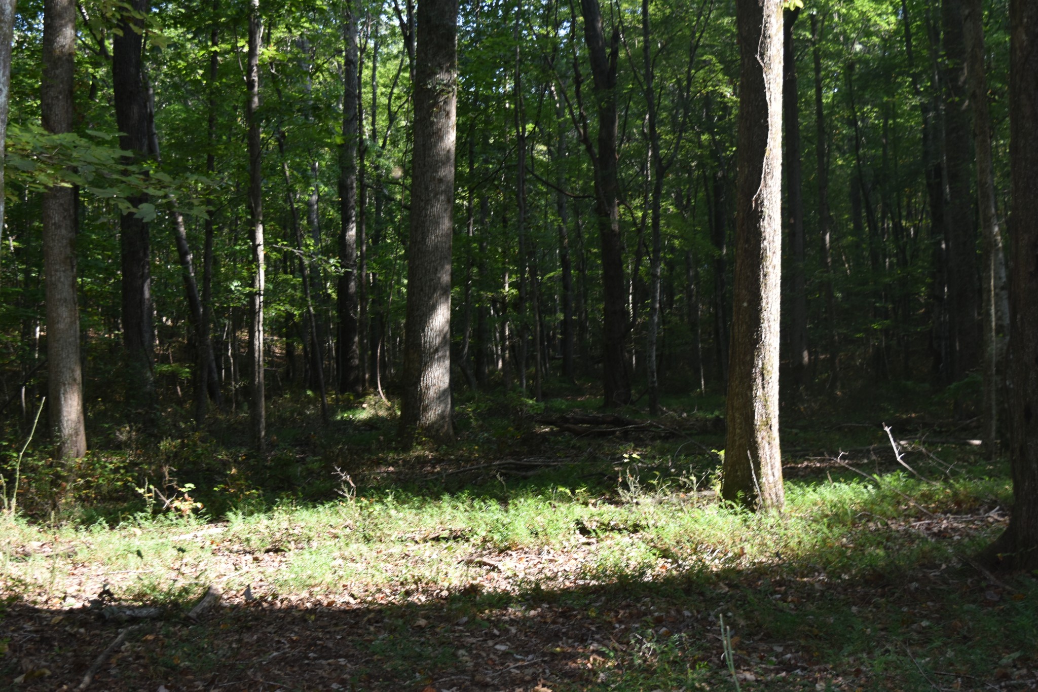 0 Stage Coach Road Sewanee, TN 37375 - Photo 21 of 50 Gallery Image 21