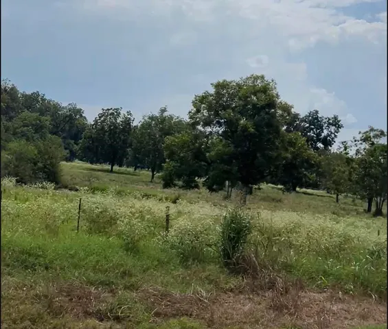 a big yard with lots of green space and deers