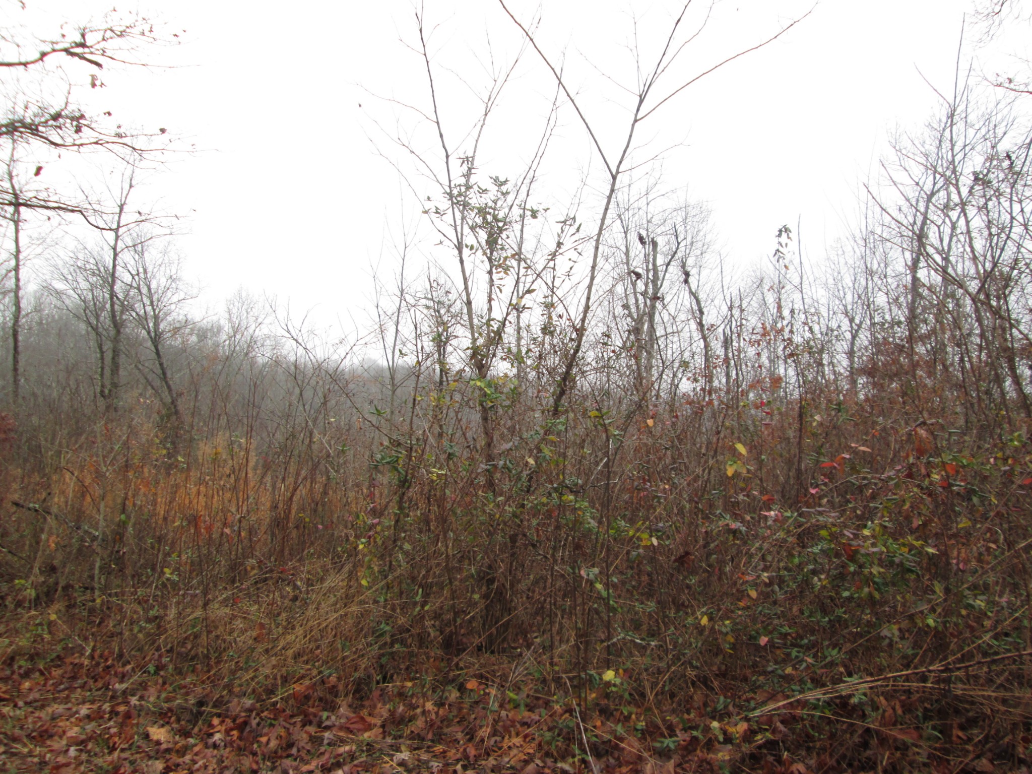 366 Coconut Ridge Road Smithville, TN 37166 - Photo 2 of 2 Gallery Image 2