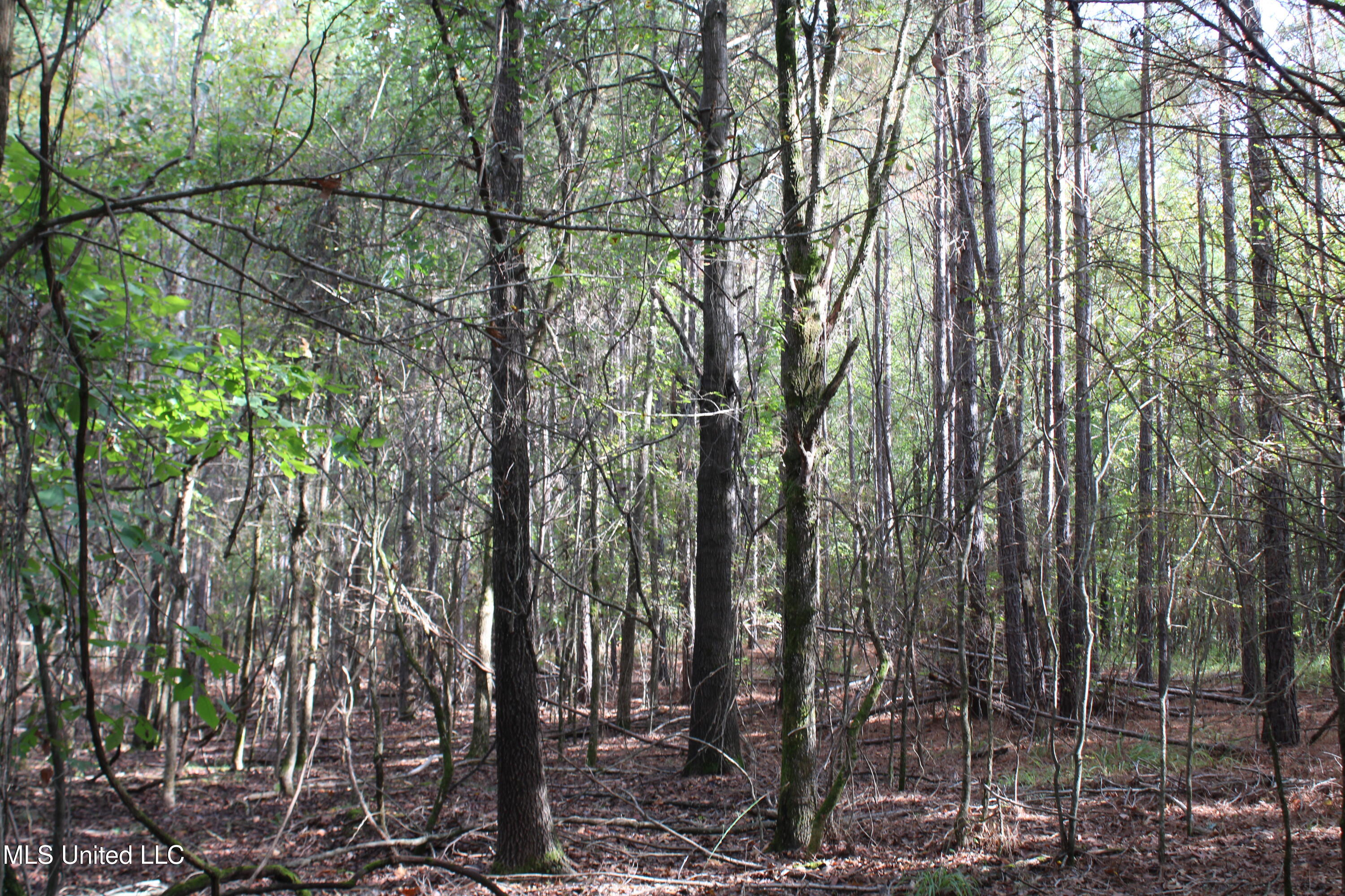 5 Old Byhalia Road Byhalia, MS 38611 - Photo 11 of 15 IMG_6802