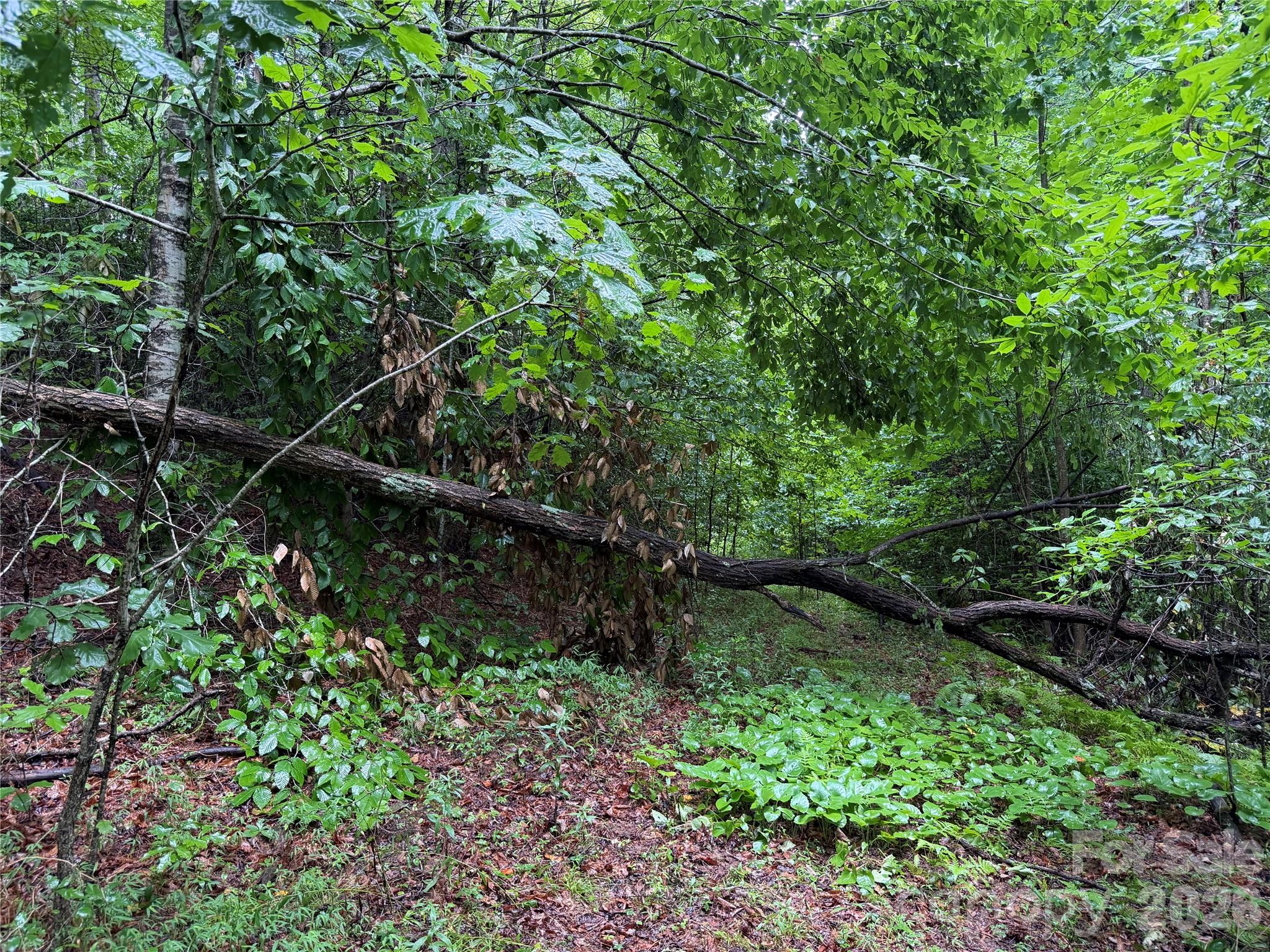 Off Donald McCall Road Balsam Grove, NC 28708 - Photo 27 of 47 Gallery Image 27