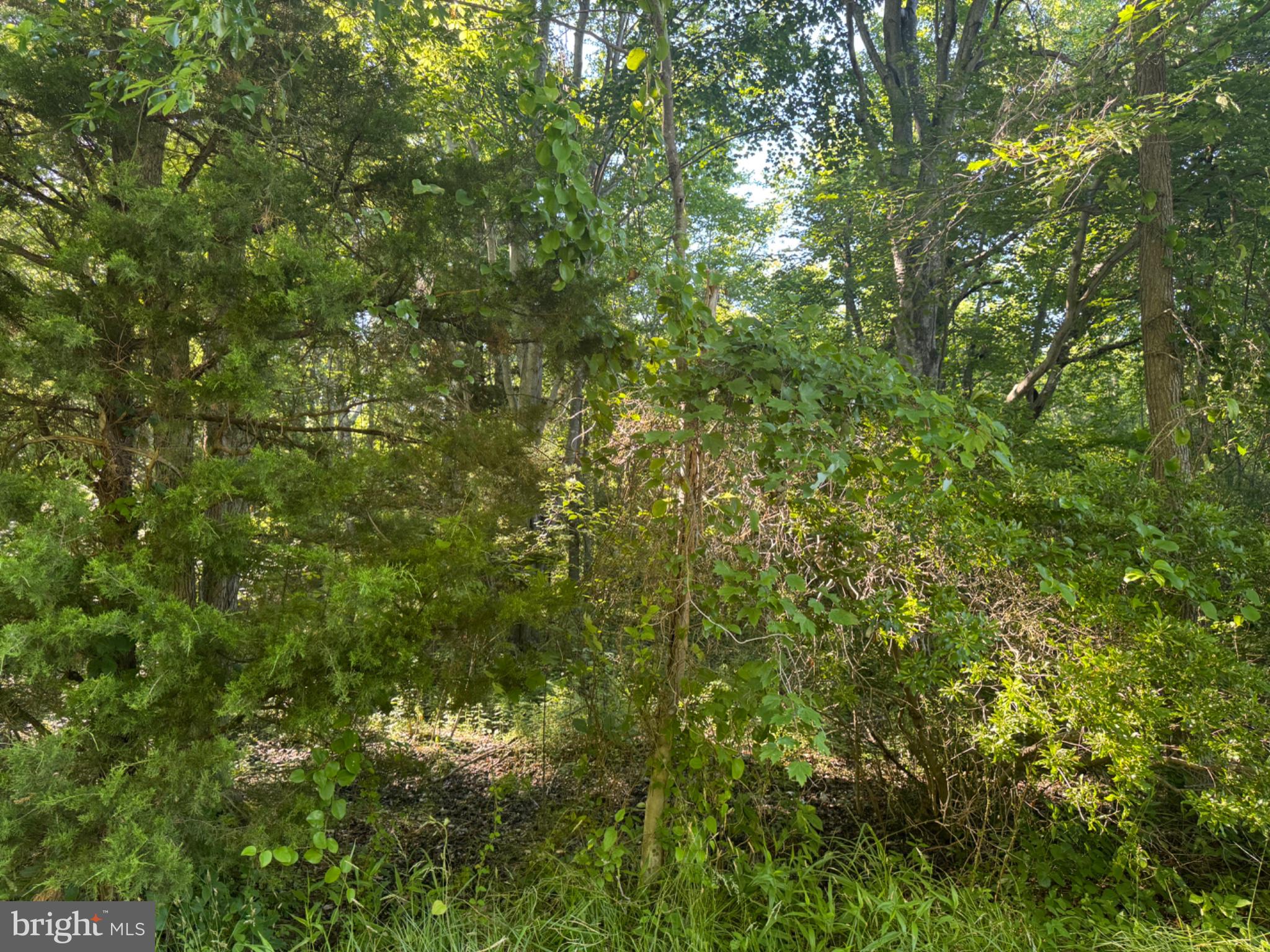 47 Pickering Beach Road Dover, DE 19901 - Photo 12 of 12 Lush greenery in a tranquil setting.