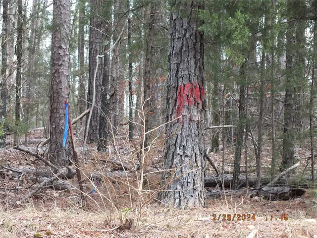 a flag is sitting in the middle of a forest